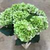 HORTENSIA SNITT VERENA CLASSIC GRÖN
